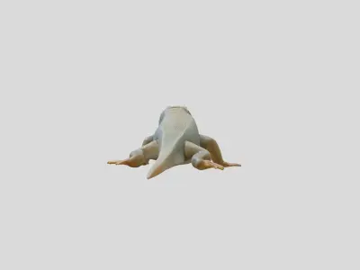 Realistic Lizard Reptile Model for Game and Animation Low-poly 3D model
