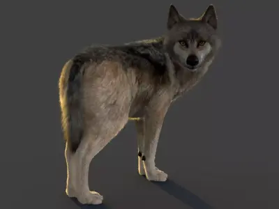 Wolf Xgen 3D model