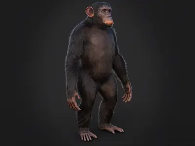Chimpanzee RIG Xgen Core 3D model