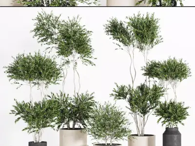 Collaction Indoor plant vol 44 3D model