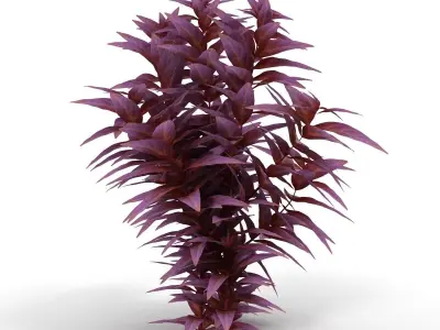 Ludwigia long 3D model