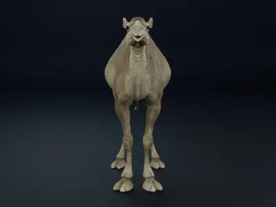 Dromedary Camel Low-poly 3D model
