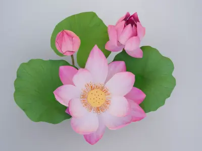 Realistic Lotus Flower and Buds Low-poly 3D model