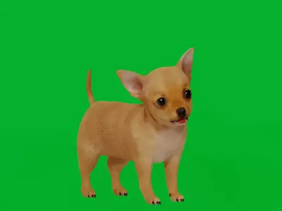 Chihuahua Puppy Dog Low-poly 3D model