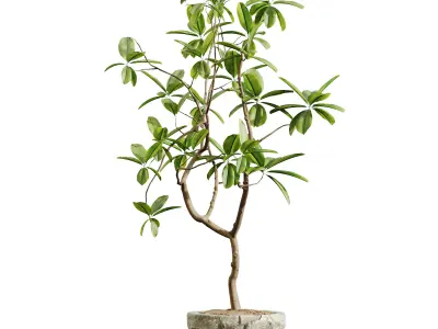 AV HousePlants Japandi Minimalism Ficus Dracaena Marginata08 3D model