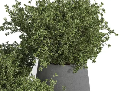 Outdoor Plants tree 05 3D model