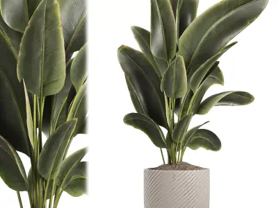 indoor plant 048 3D model