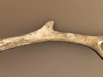 Wild and used deer antler Low-poly 3D model