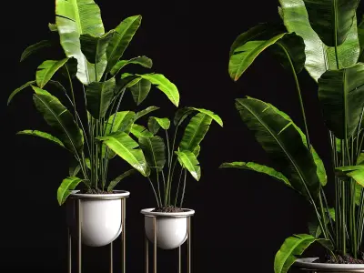 Houseplants banana tree 3D model