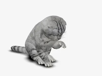 cat kitten Scottish Fold 3D model