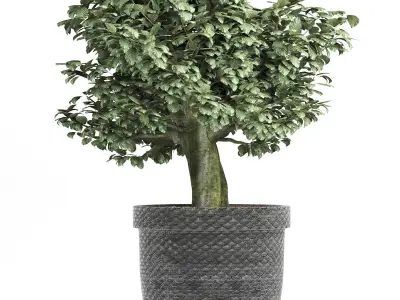 Plants Collection 171 Sageretia Theezans 3D model