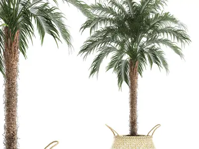 Decorative Phoenix roebelenii palm in a basket 618 3D model
