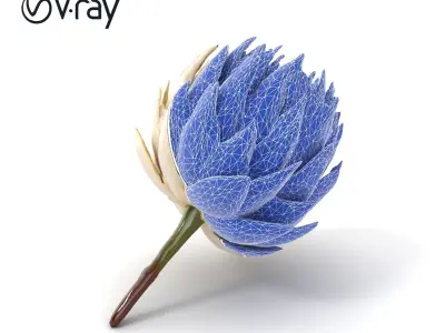 White Protea Snowy Flower Detail model pack Low-poly 3D model