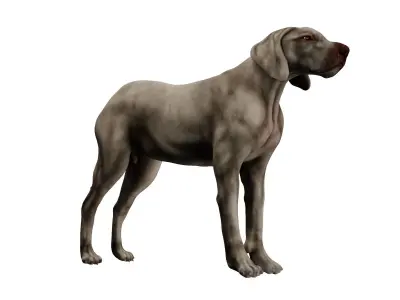 Dog Anatomy with internal organs - 4k textures 3D model