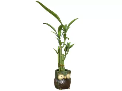 Owl Bamboo Plant Low-poly 3D model