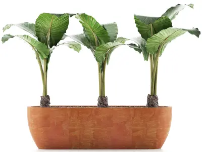 Plants Collection 70 3D model