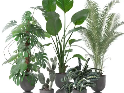 Plants collection 143 3D model