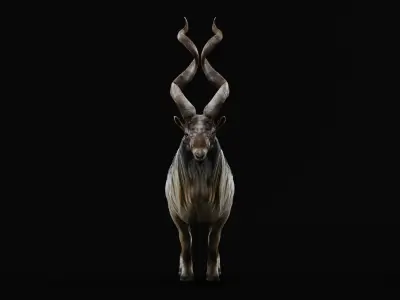 Markhor Wild Goat Low-poly 3D model
