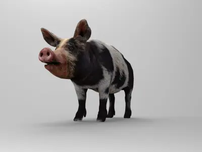 gray black Pig Rigged  Animated 3D model Low-poly 3D model