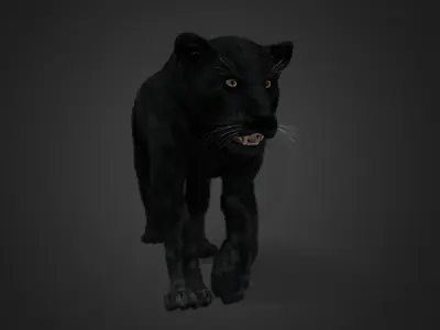 Panther Realistic Animated 3D model
