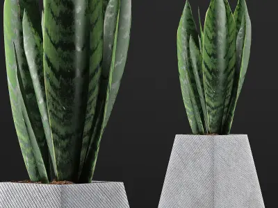 Plants Collection 114 3D model