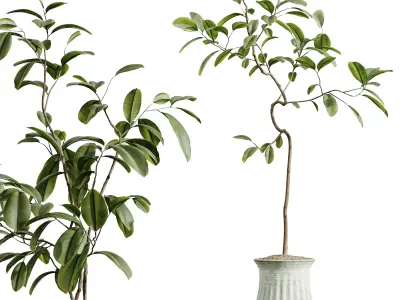 AV HousePlants Japandi Minimalism Ficus Dracaena Marginata10 3D model