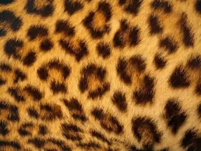 Tiger Skin Texture Pack  5 Variations  4K PBR Free 3D model