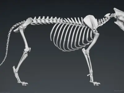 3D Lion Skeleton Sculpture 3D model