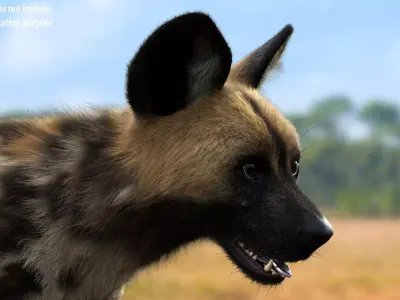 Wild Dog XGen 3D model