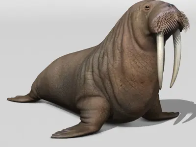 Walrus 3D model