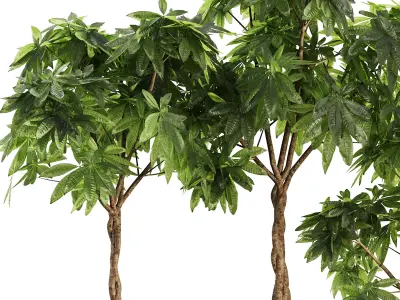 Indoor Plant SetV24 - Guiana Chestnut 3D model