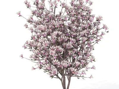2020 XfrogPlants Blossoming Trees Library  3D model