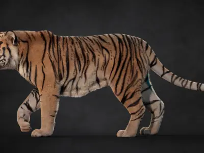 Tiger 2025 B RIG Xgen core 3D model