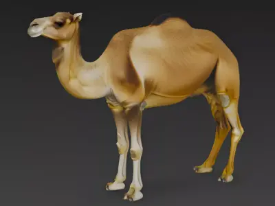Camel 3d Model 3D model