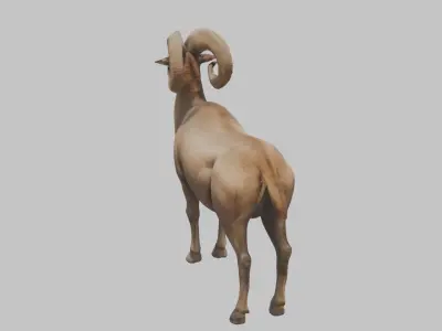 Ram Goat Low-poly 3D model