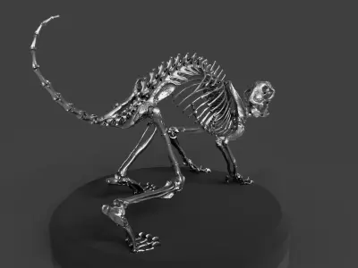 Silver CAT Skeleton 3D model