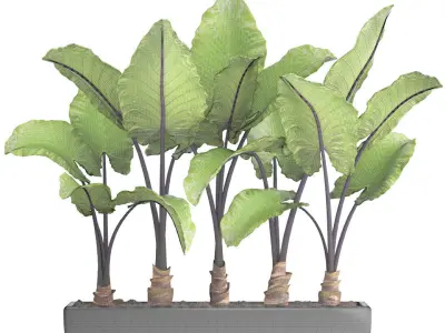 Alocasia macrorrhiza 3D model
