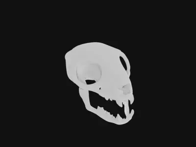 Meerkat skull 3D model