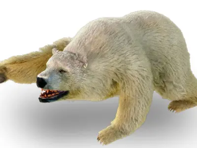 White Bear Fur animated  Low-poly 3D model