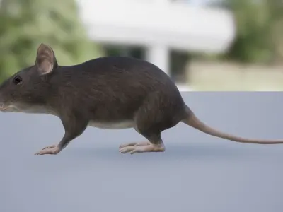 Mouse Low-poly 3D model