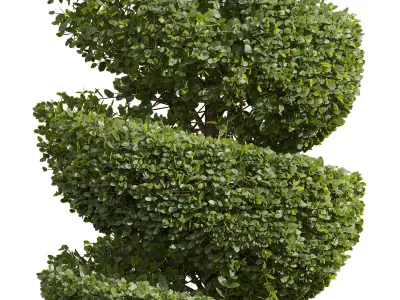 Concinna Bonsai Pruned04 3D model