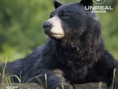 American BlackBear  UE Character Asset 3D model