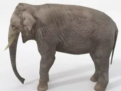 Elephant Low-poly 3D model 2