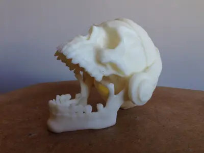 Skull with headphones and headband Free 3D print model