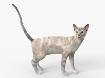 White Cat Sphynx Rigged for Cinema 4D 3D Model Low-poly 3D model