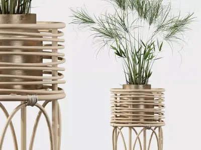 Cyperus Nofretete 02 3D model