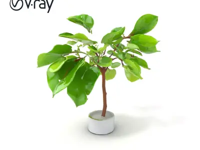Ficus Lyrata Modern Interior Plant model pack Low-poly 3D model