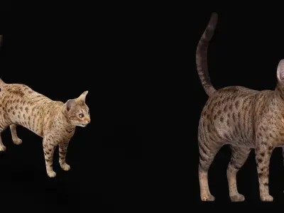 Ocicat Low-poly 3D model