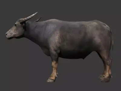 Buffalo 3D model