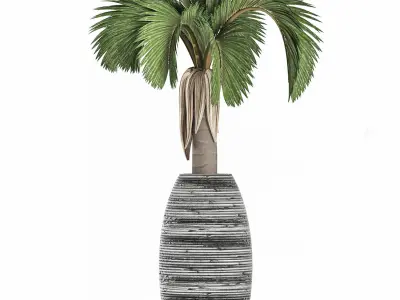 Plants Collection 183 Palm 3D model